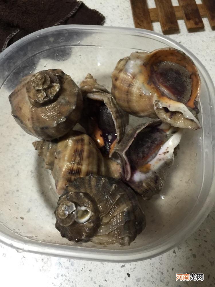 海螺怎么清洗 海螺壳如何弄干净漂亮