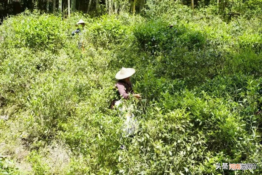 正山小种和金骏眉有什么不同 金骏眉与正山小种有什么区别