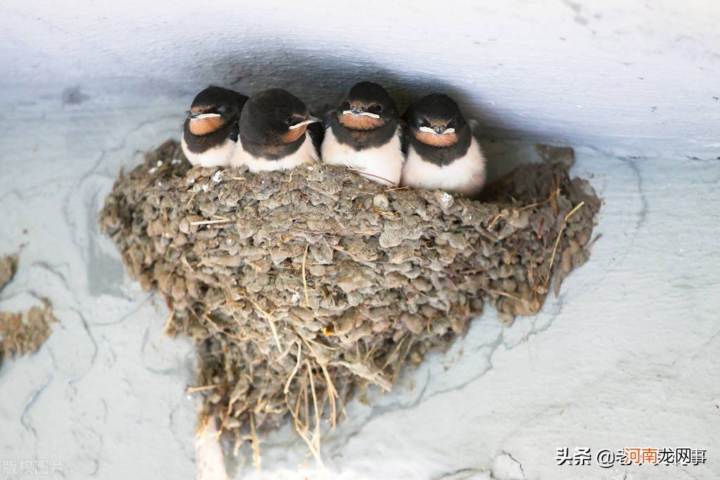 农村屋檐下为什么常有燕子来筑巢 燕子为啥在屋檐下筑巢