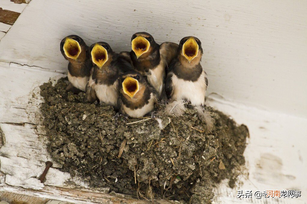 农村屋檐下为什么常有燕子来筑巢 燕子为啥在屋檐下筑巢