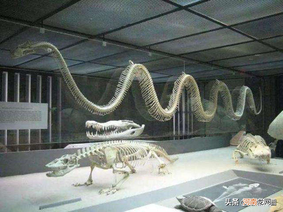 世界上最大的蛇是哪种 世界上最大的蛇有哪种