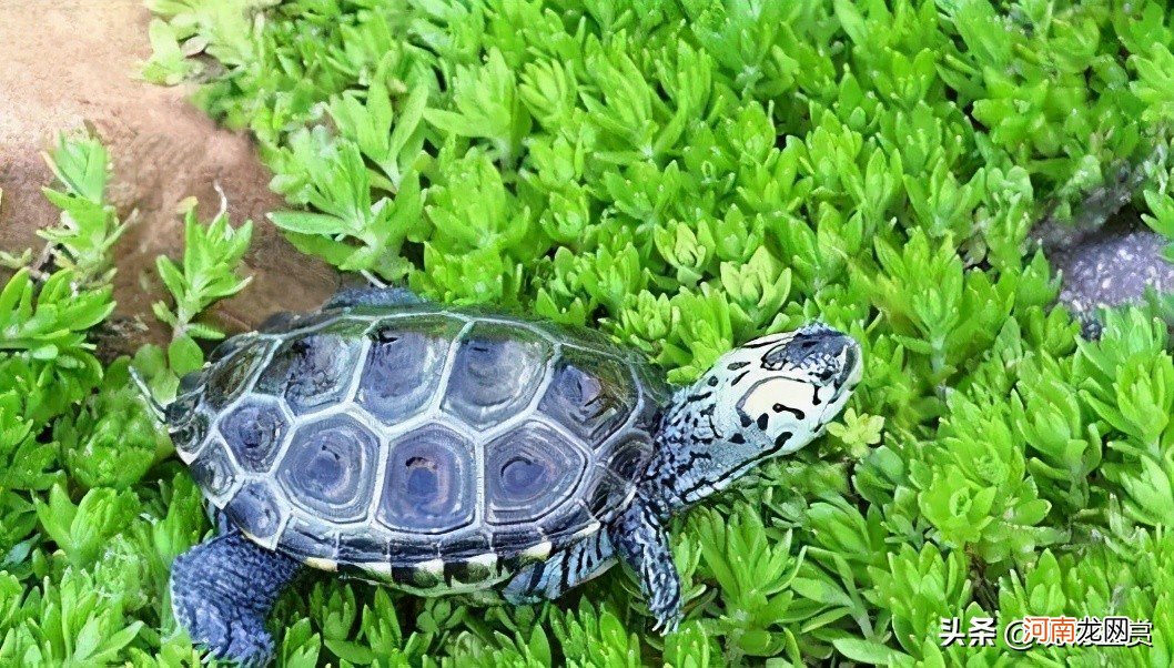 什么龟长得快又大 哪种乌龟长得又快又大