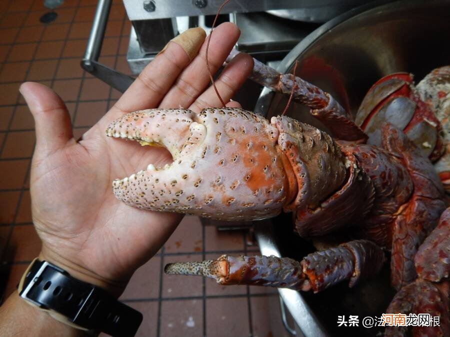 抓鸟捉螃蟹吃海龟，爬上食物链顶端的椰子蟹，逃不过葱姜蒜的黑手