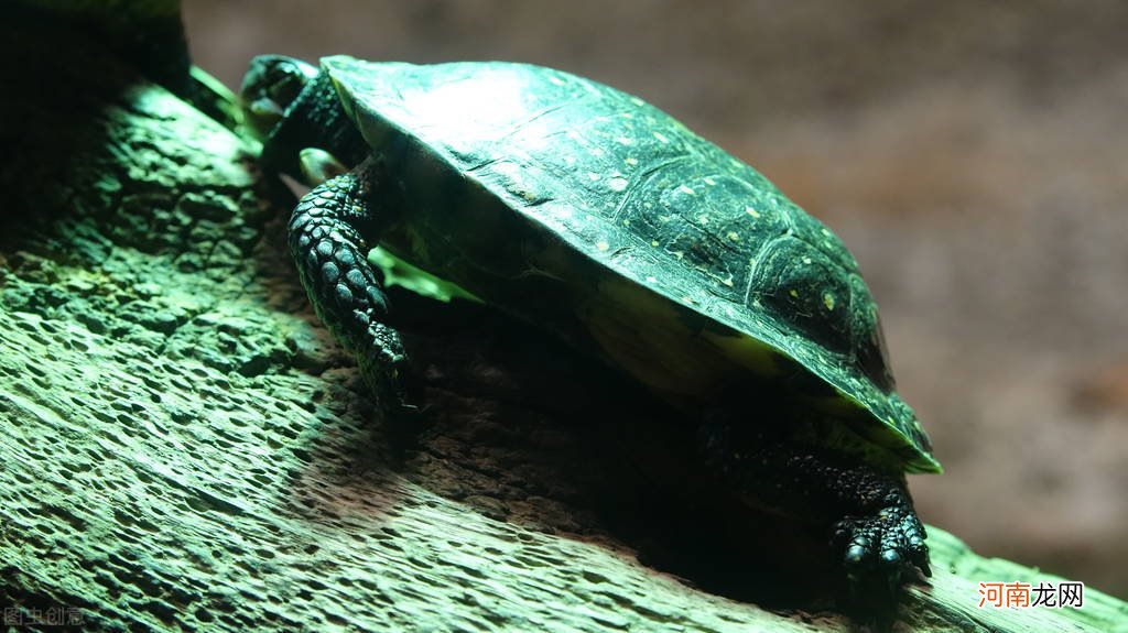 草龟是比较好养的品种 草龟哪个品种长大好看