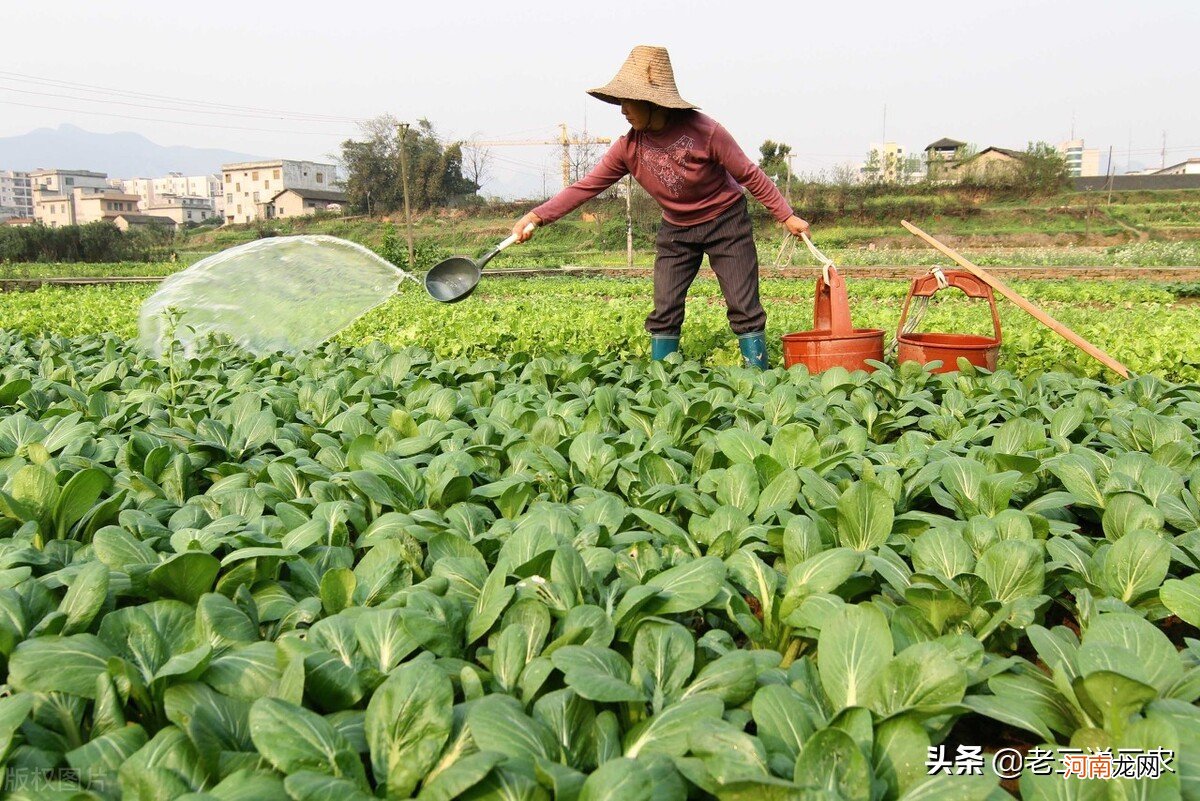 用哪些药根灌最好 灌根的药物用什么最好