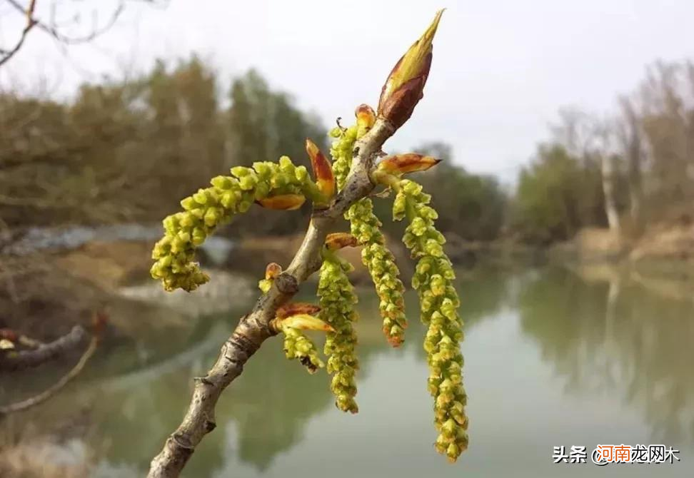 植物的芽有几种 植物的芽有几种类型