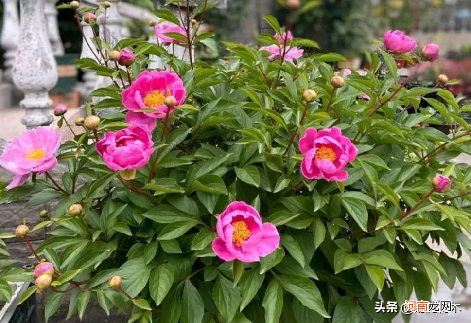 植物的芽有几种 植物的芽有几种类型