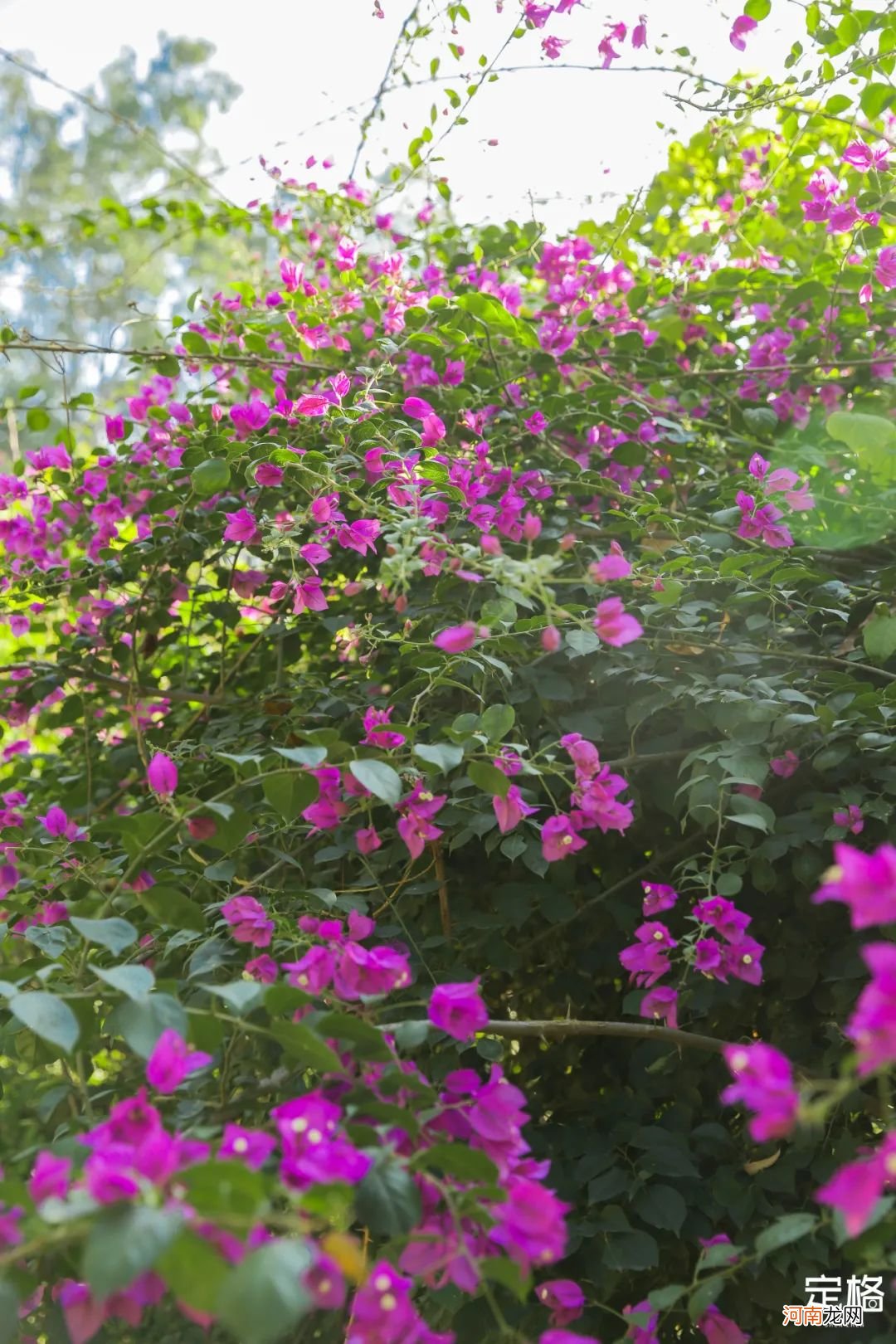 深圳隐藏的登山好去处 深圳适合登山的去处