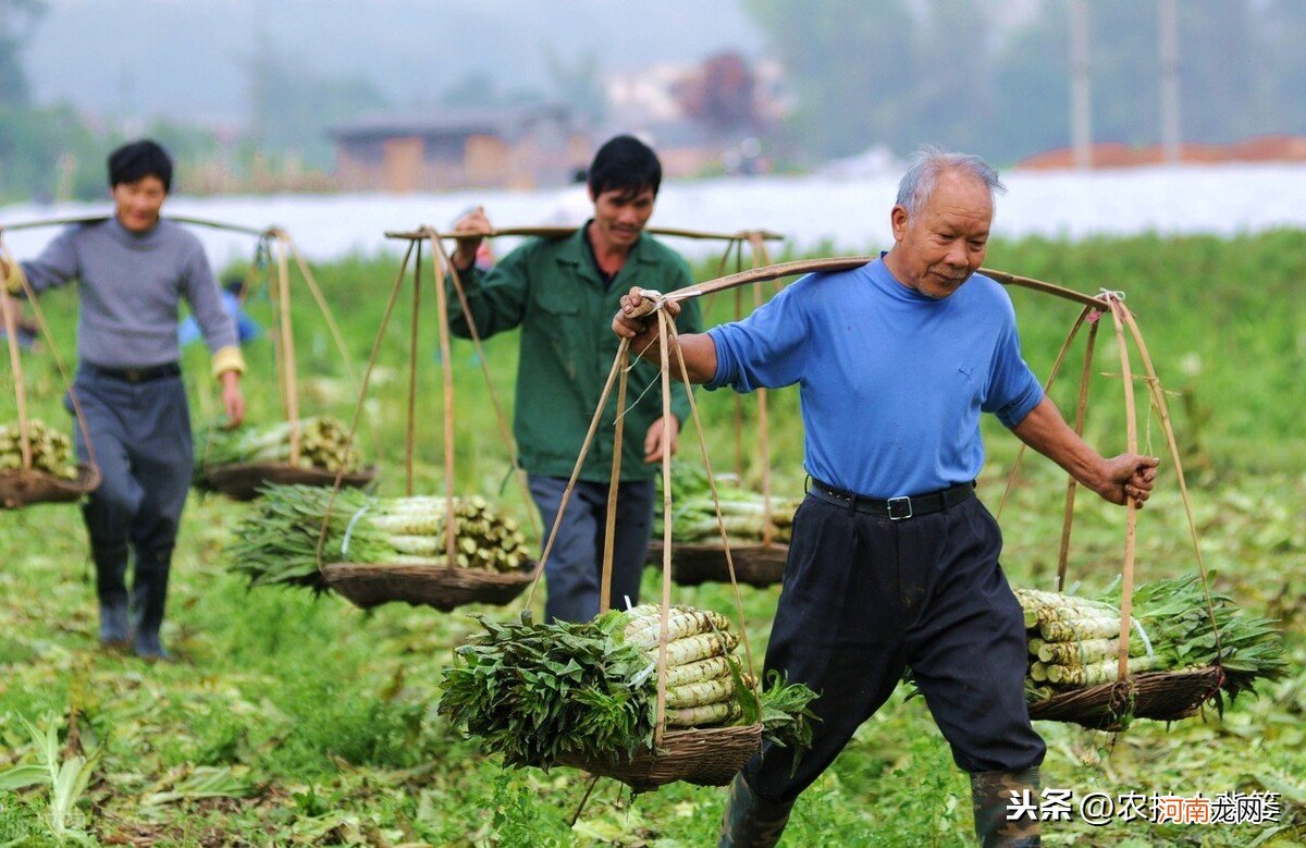 这种蔬菜吃了对人有害吗 蔬菜对人体有害吗