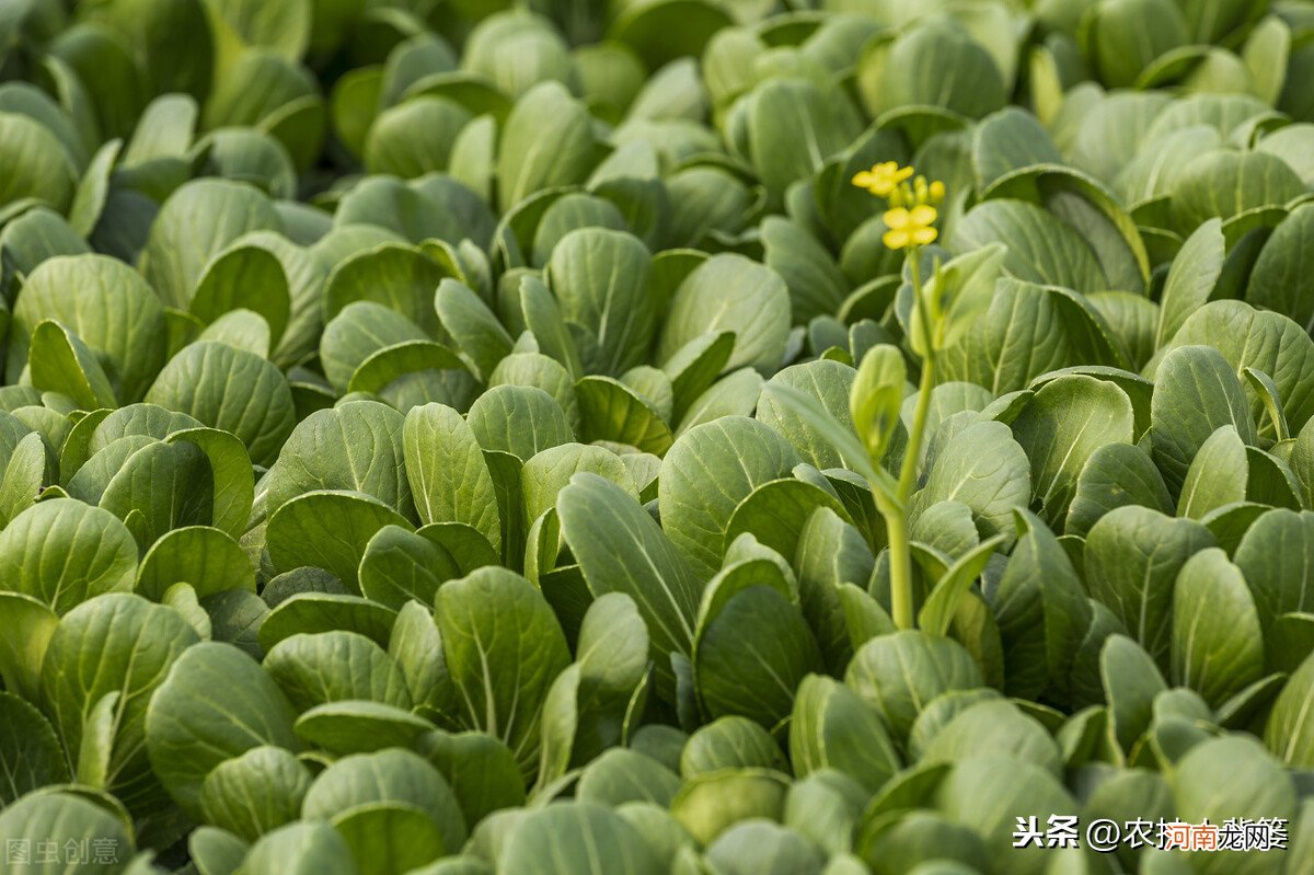 这种蔬菜吃了对人有害吗 蔬菜对人体有害吗