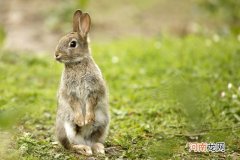 兔子能吃香蕉皮吗 可以给兔子吃香蕉皮吗