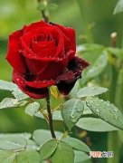 代表爱情的玫瑰花 代表爱情的玫瑰花图片