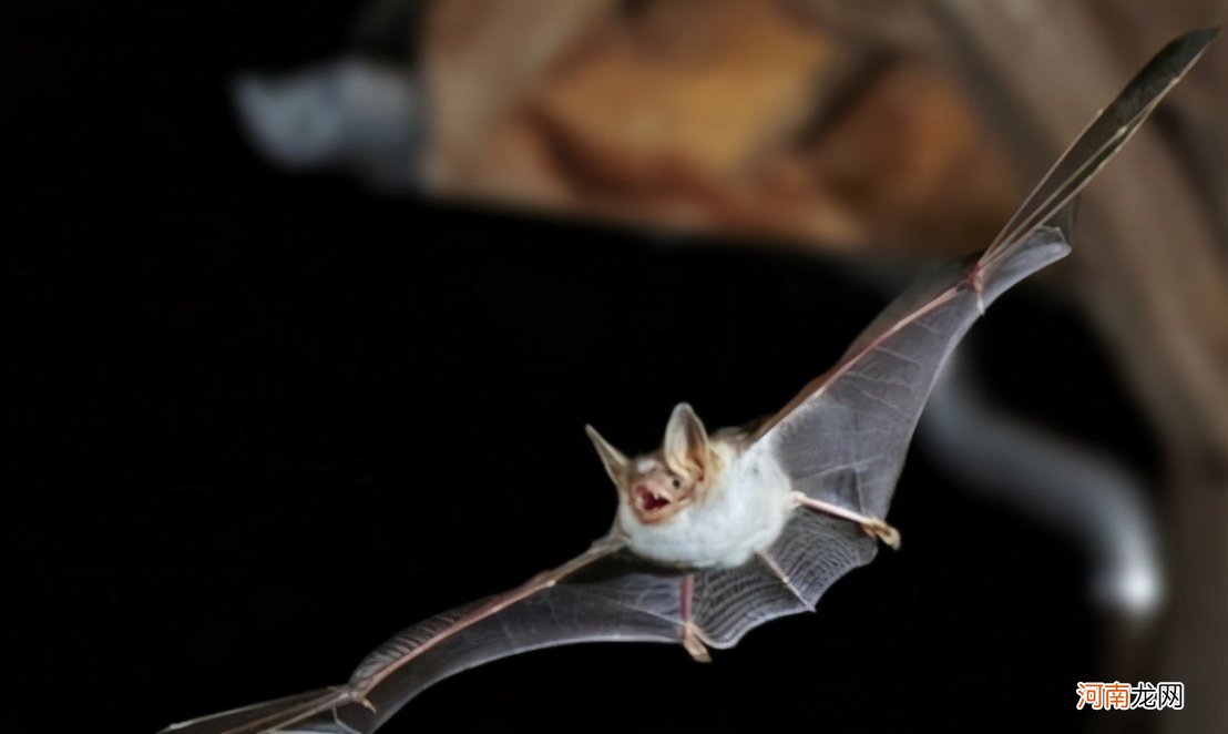 为什么蝙蝠能在1600米以上高度，御风而行？