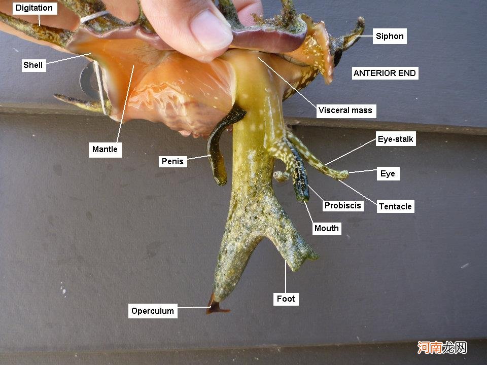 海螺尾部到底是黄还是屎 海螺的尾部是黄还是排泄物