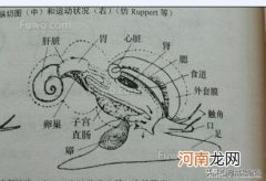 海螺的尾部到底是不是菊花 海螺的尾部是屎吗
