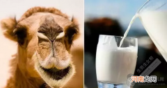 【羊奶和驼奶可以同时喝吗】羊奶和驼奶能一起喝吗