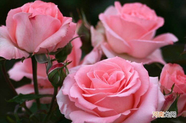 粉玫瑰的4个花语 粉玫瑰花的花语