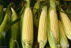 减肥路上的主食第八篇玉米