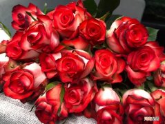 你知道玫瑰的品种吗 玫瑰最常见的品种