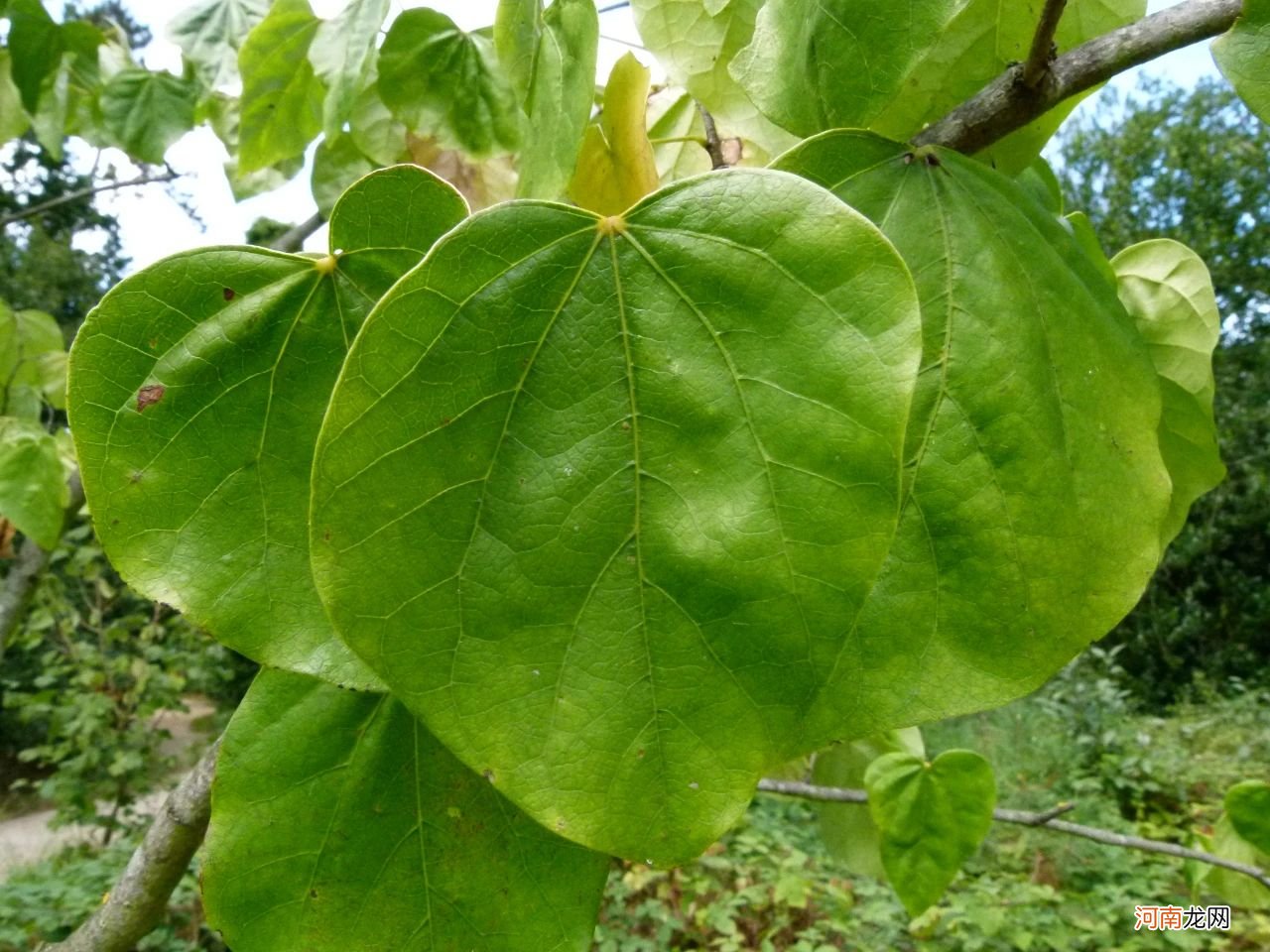 紫荆花和紫荆花