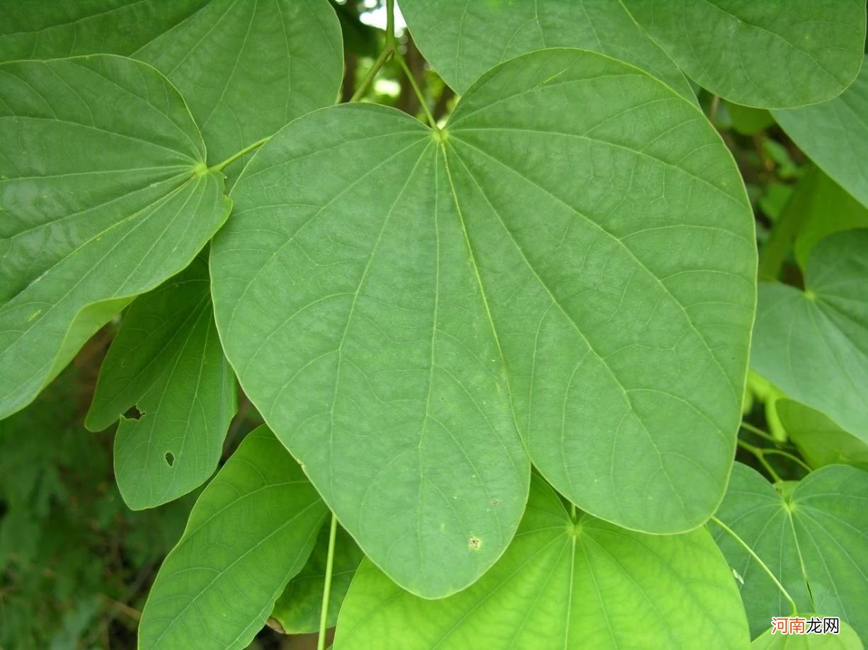 紫荆花和紫荆花