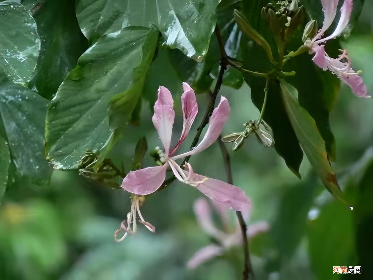 南方人爱不够的紫荆 紫荆花适合南方种植吗？