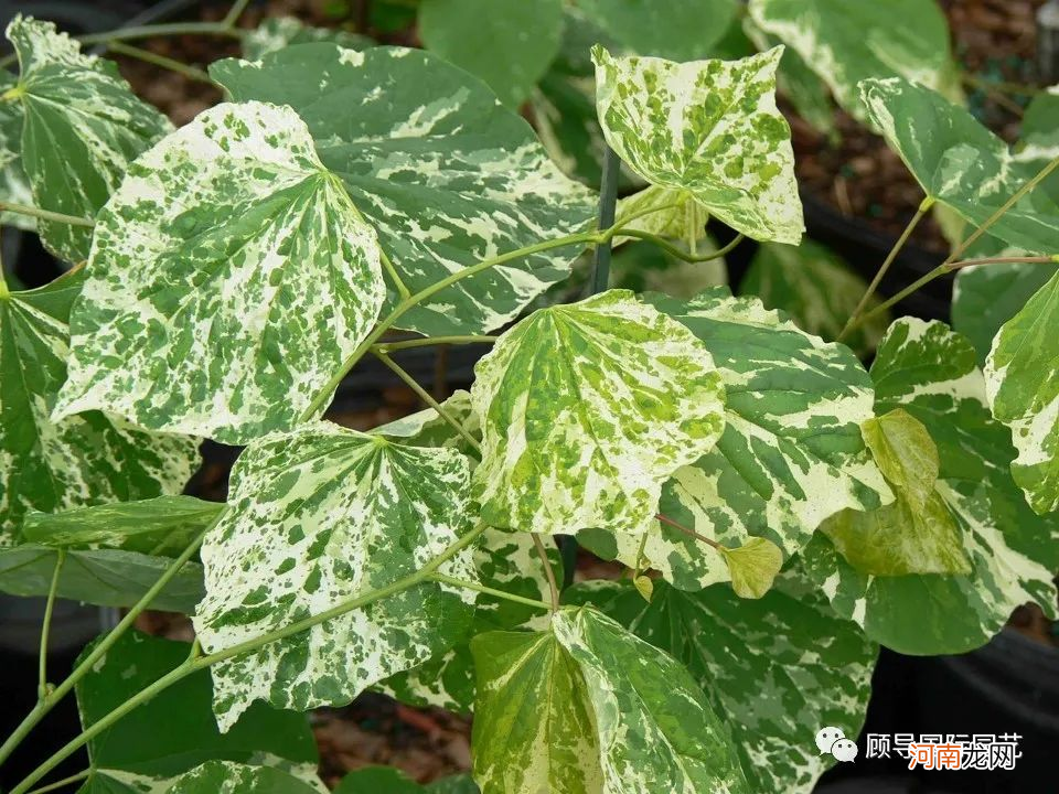 南方人爱不够的紫荆 紫荆花适合南方种植吗？