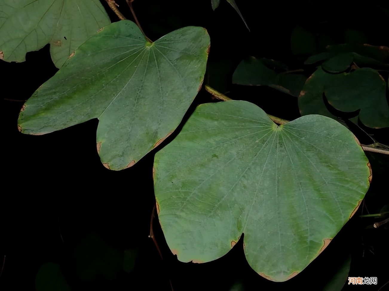 南方人爱不够的紫荆 紫荆花适合南方种植吗？