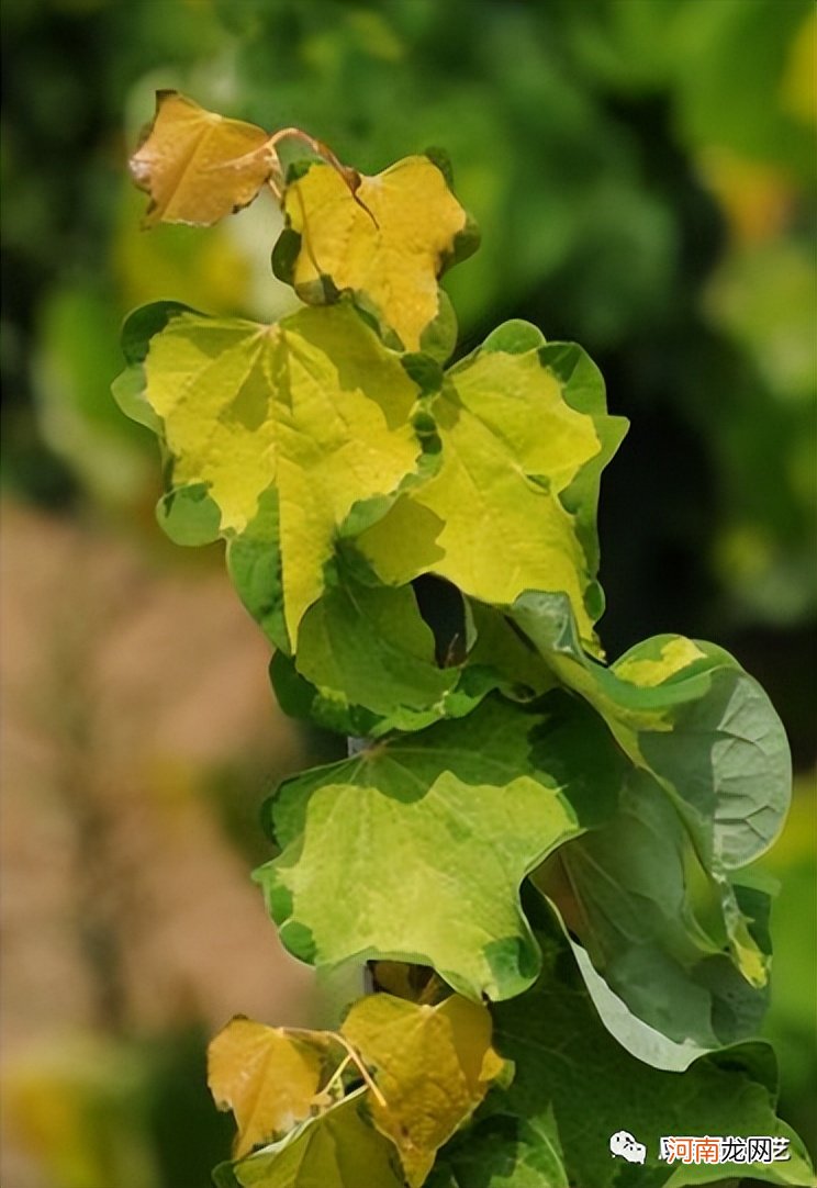 南方人爱不够的紫荆 紫荆花适合南方种植吗？