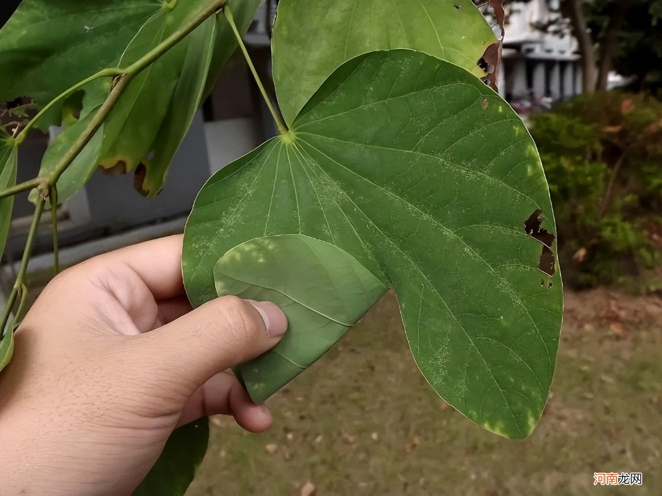 南方人爱不够的紫荆 紫荆花适合南方种植吗？