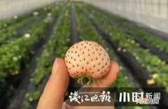 杭州有榴莲味的白草莓 榴莲 草莓