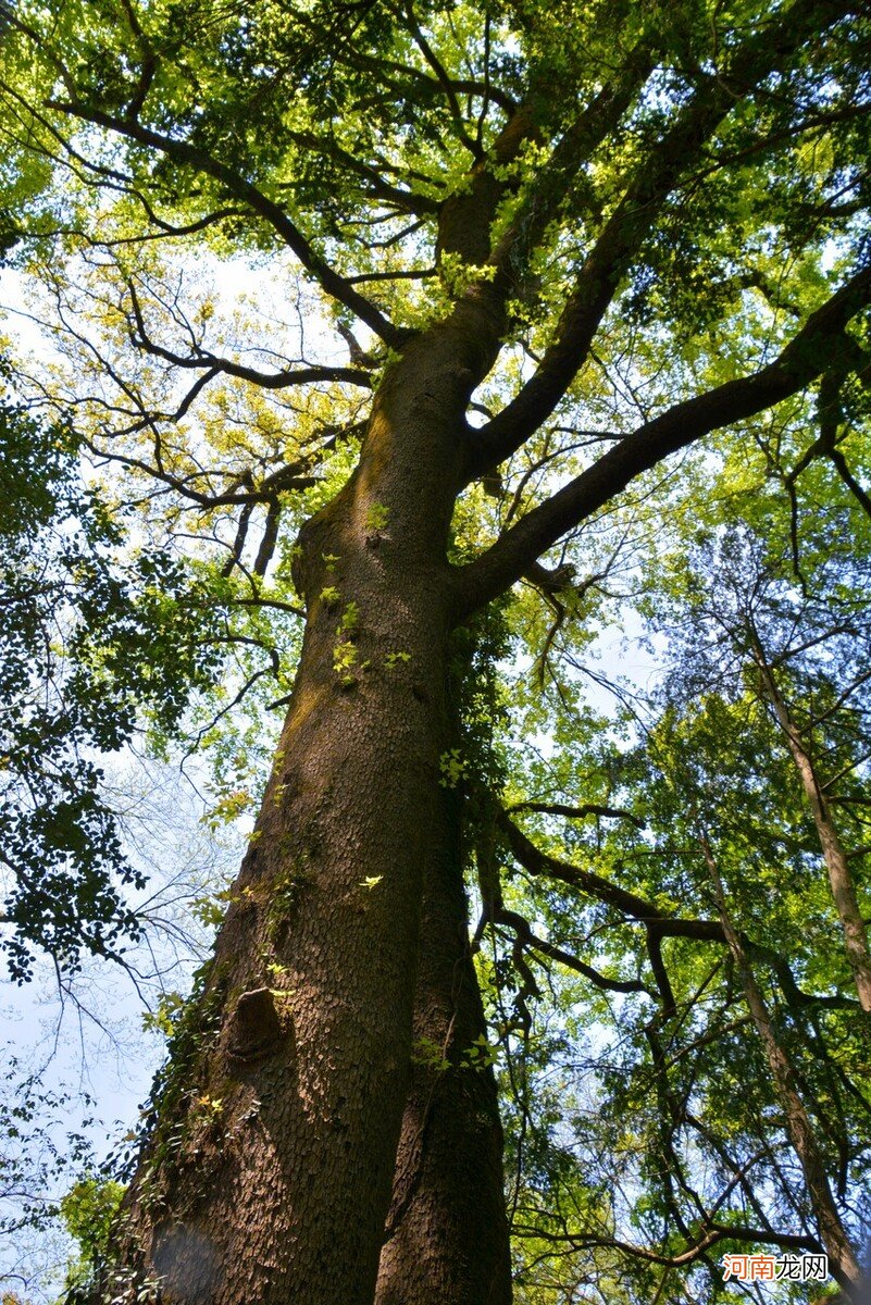 森林植物分类