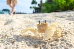 如何养小螃蟹 如何养小螃蟹？
