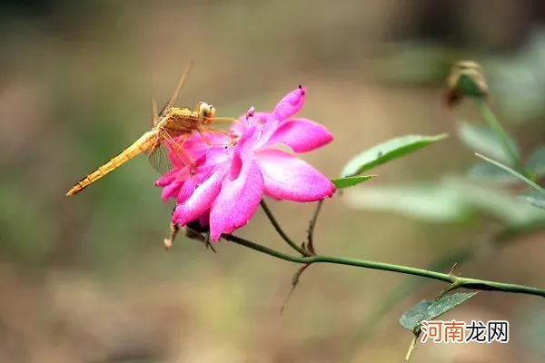 各种蜻蜓 各种蜻蜓都有竹子