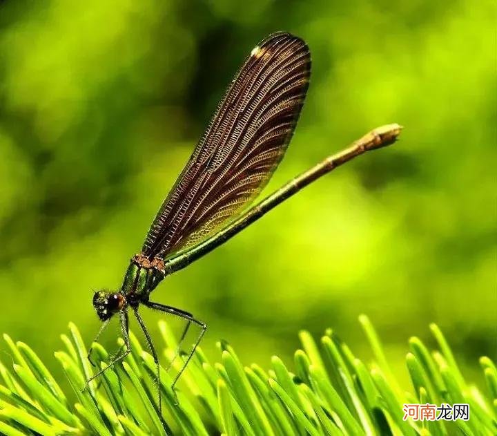 各种蜻蜓 各种蜻蜓都有竹子