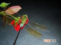 各种蜻蜓 各种蜻蜓都有竹子