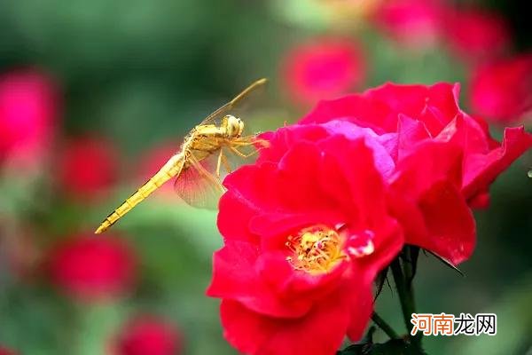 各种蜻蜓 各种蜻蜓都有竹子