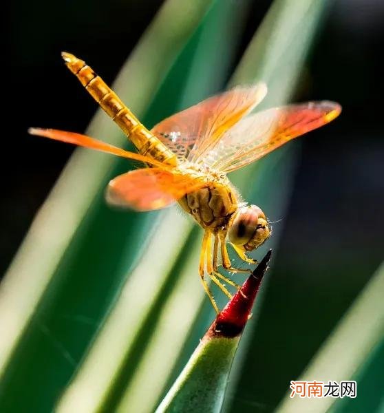 各种蜻蜓 各种蜻蜓都有竹子