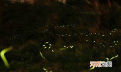 萤火虫吃什么，萤火虫的发光原理是怎么样的呢？