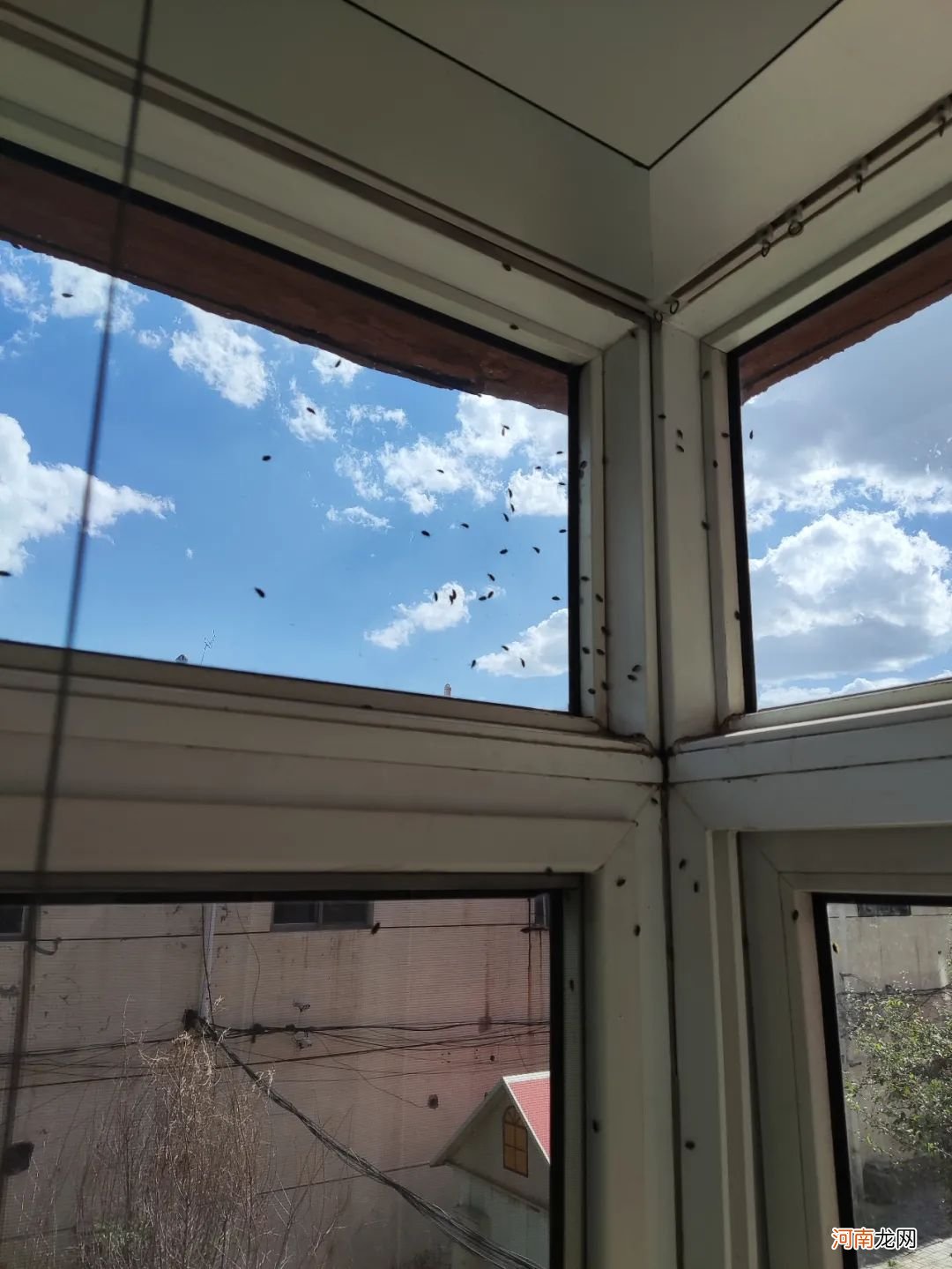 你的窗户上有这样的小飞虫吗？ 家里窗户上有小飞虫吗？