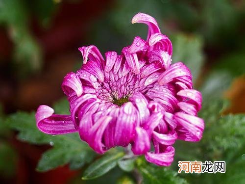 菊花代表什么意义，它的花语是什么呢？