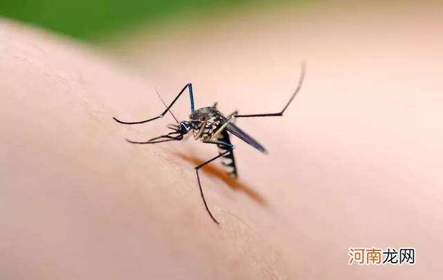 蚊子喜欢什么血型呢？被蚊子咬了如何消肿