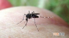 蚊子喜欢什么血型呢？被蚊子咬了如何消肿