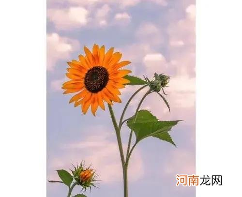 不同花语 不同花语有哪些花语？