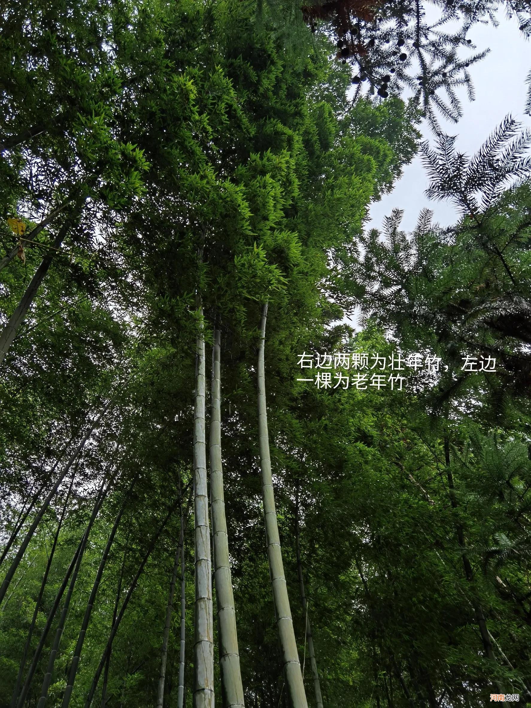 如何掌握挖冬笋的经验和技巧