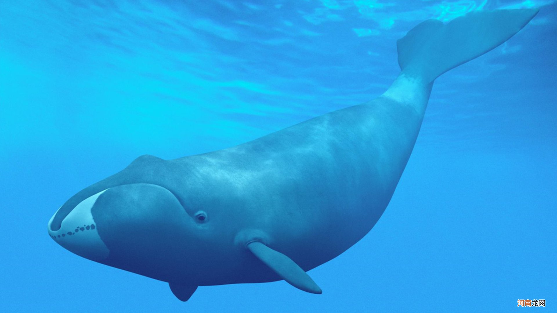 盘点地球上最大的10种鲸鱼 地球上最大的鲸鱼是什么？