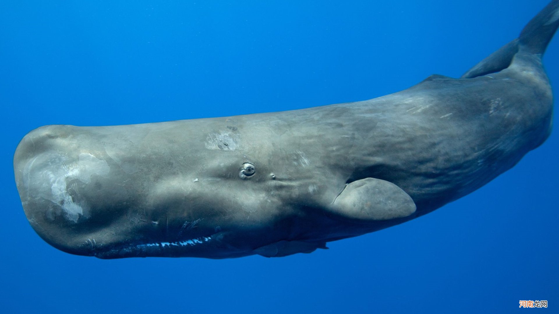 盘点地球上最大的10种鲸鱼 地球上最大的鲸鱼是什么？