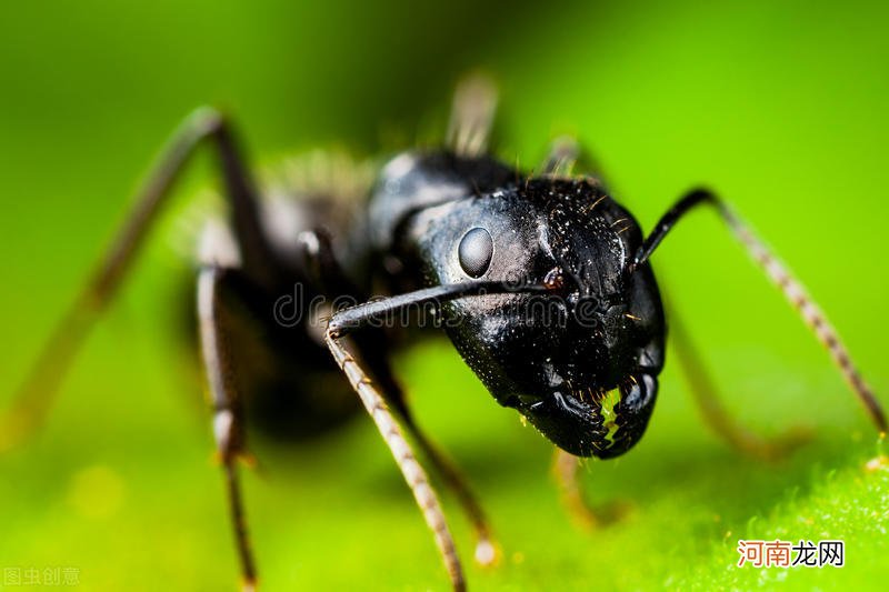 蚂蚁通过什么交流 蚂蚁通过什么交流