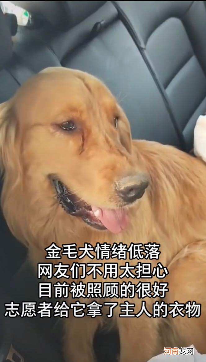 金毛犬不吃不喝，一天一夜在河边苦守着 主人溺水 金毛猎犬不吃不喝