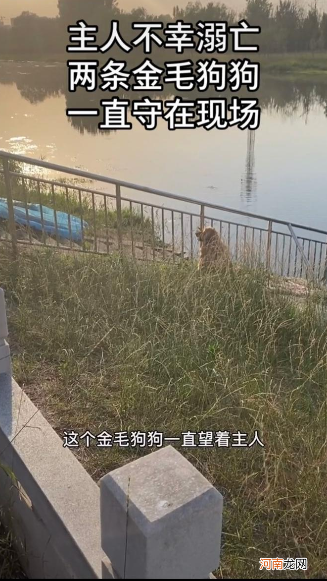 金毛犬不吃不喝，一天一夜在河边苦守着 主人溺水 金毛猎犬不吃不喝